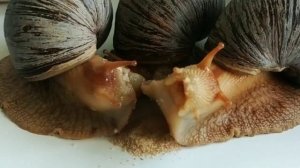 А Very Hungry Snails Timelapse