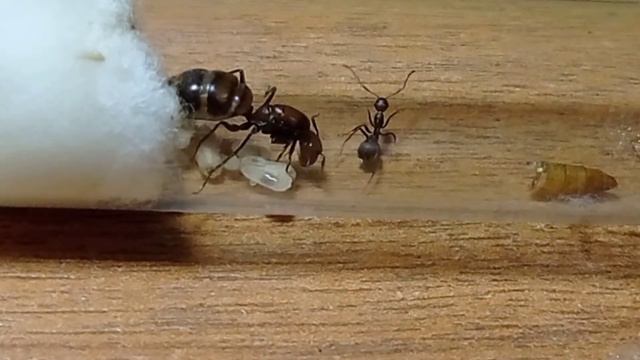 Муравьи camponotus nicobarensis - лучший выбор новичков смотреть онлайн