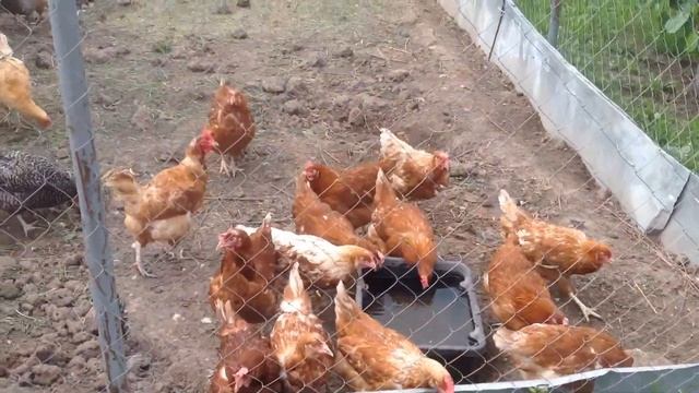 Апгрейд кормушки / Раненая птица / Куры как на веревочке смотреть онлайн