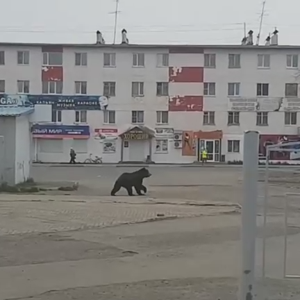 Медведь в городе. Медведь на дороге. Петропавловск-камчатский медведи. Медведи на камчатке на дорогах. Медведи в городе камчатка.
