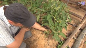 Почему скручиваются нижние листья у помидоров, томата? (19-08-2018)