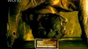 Мутанты Сиамские близнецы 2014