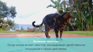 ?Язык кошачьего хвоста | О чем говорит движение хвоста кошки?