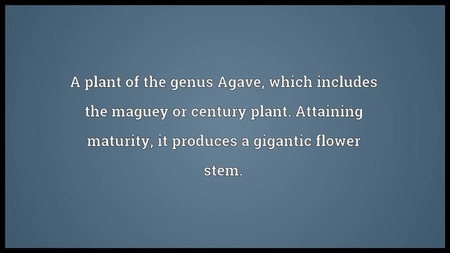 Agave Meaning смотреть онлайн