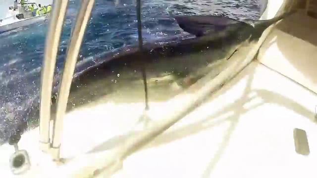 Огромная рыба марлин едва не проткнул рыбака смотреть онлайн