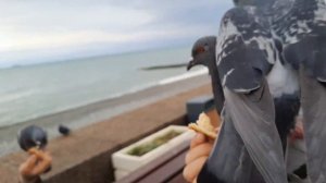 О голубка моя , как тебя я люблю