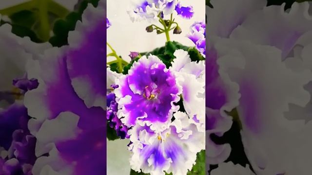 НК-Спокойной ночи смотреть онлайн