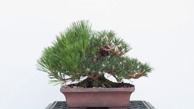 Decandling a small black pine смотреть онлайн