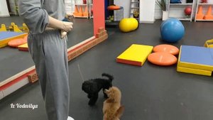 Хендлинг зал. Обучение щенков, первый урок.