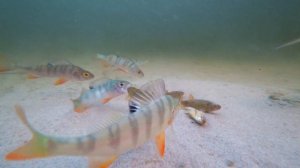 Рыбалка на живца 2022. Реакция рыбы. Что происходит под водой? АТАКА ОКУНЯ. ПОДВОДНАЯ СЪЁМКА.