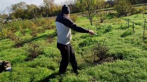 Жимолость. Обрезка на пенек польза применения сидератов.