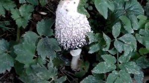 COPRINUS COMATUS