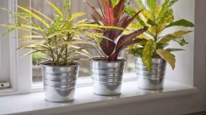 Когда нужно удобрять комнатные растения???