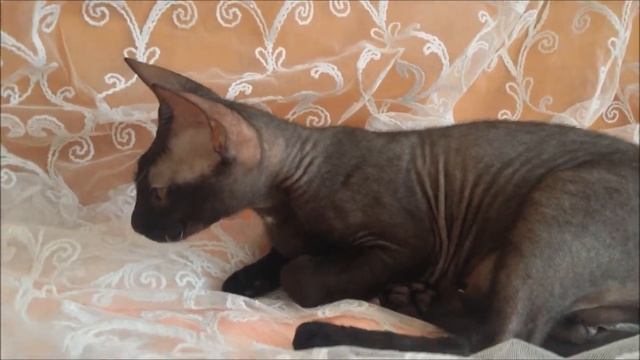 Донской сфинкс кошка Выставка кошек РСА on-line смотреть онлайн