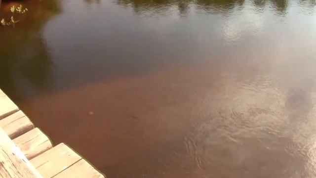 Едем в деревню собакой☀  Дек Рассел Терьер в деревне.  Путешествуем с собакой. Учимся нырять