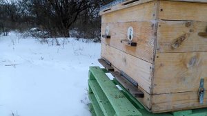 Первый весенний облет пчел Карпатка в феврале 2017 Когда пчелы делают облет температура воздуха +3