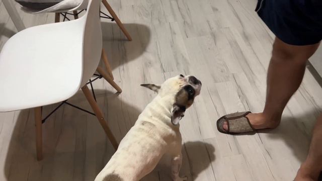 Балованный французский бульдог смотреть онлайн