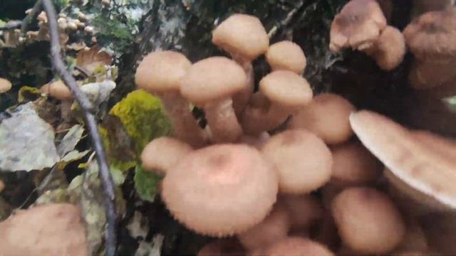 Поход в лес за грибами в конце сентября! смотреть онлайн