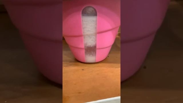 Как сделать кокосовое молоко в домашних условиях/ How to make coconut milk смотреть онлайн