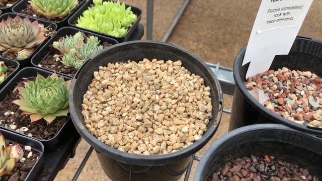 WHY and HOW to Top Dress Succulent Plants with Crushed Rock or Decorative Pebbles
