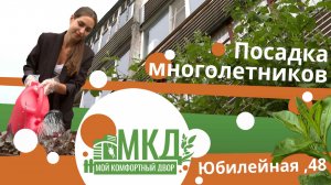 Мой комфортный двор. Посадка многолетников