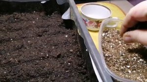 Посев виолы и всходы через 6 дней