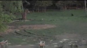 Охота на кабана с луком