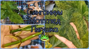 СИНГОНИУМ Моттлед?(Лягушка)?Корни в моей воде растут на ура!?От черенкования до формирования куста?