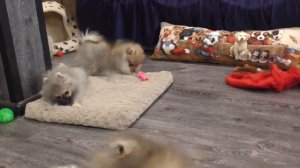 Гавкают ли ШПИЦЫ ??? Щенки Шпица 3,5 месяца