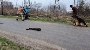 Немецкая овчарка Сэм 2.5 года. Дрессировка на охрану.