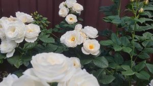Роза Ютерзенер Клостеррозе ???
Rosa Uetersener Klosterrose