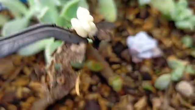 Our dying Succulents || Succulents to avoid + Leaf Propagation Updates 다육식물 | 多肉植物 | Suculentas смотреть онлайн