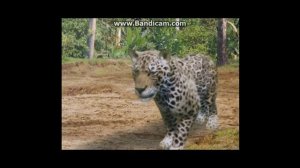 Звериные баталии. 6-я битва ( Анаконда против ягуара )