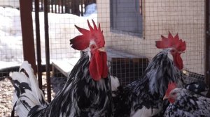 Леггорн пестрый (долматинец).