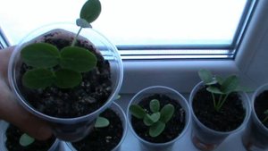 Всхожесть семян огурцов / Cucumber Seed Germination