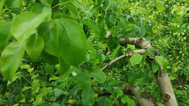 Как правильно делать зелёную обрезку 🌿