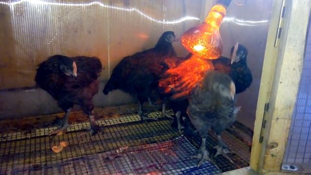 Мараны из Саксонии смотреть онлайн