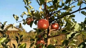 яблоня Чемпион