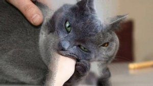 Каких людей любят кошки