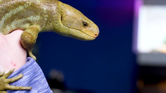 Top 5 Most Difficult To Tame Reptiles, But The Most Rewarding! смотреть онлайн