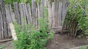 Как ходят куры