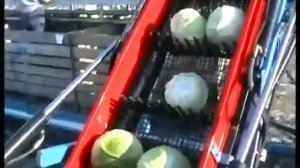 Механизированная уборка капусты для краткосрочного хранения