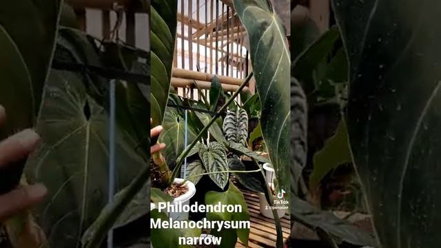 tanaman hias philodendron Melanochrysum besar dan panjang /indoor plant #tanamanhias