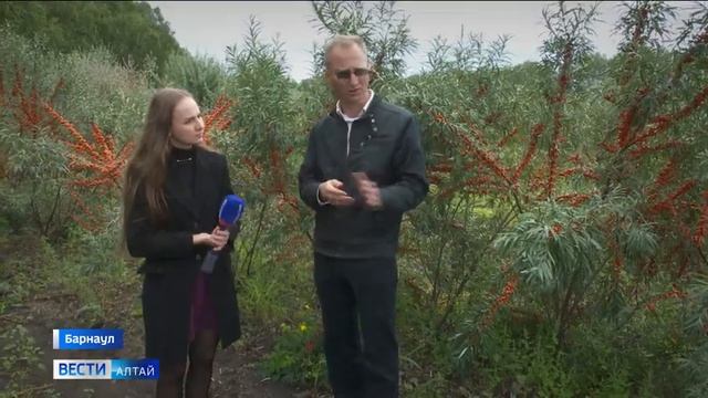 В Алтайском крае открыт сезон сбора облепихи смотреть онлайн
