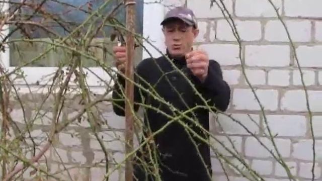 Как обрезать вьющуюся розу. #обрезкавьющейсярозы#уходзарозой#сад#розарий#