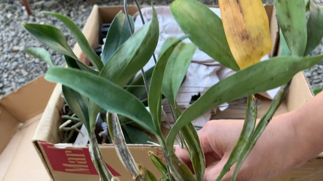 HUGE ORCHID UNBOXING | ORCHIDS FROM GOLDEN BLOOM ORCHIDS - PHILIPPINES смотреть онлайн