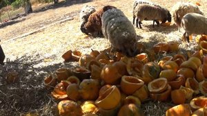 Овцы и тыквы.Сколько тыквы можно овцам.