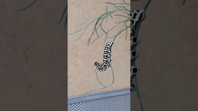 #butterflies #nature #insects Гусеница махаона ест укроп. смотреть онлайн