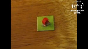 Правила Каркассон