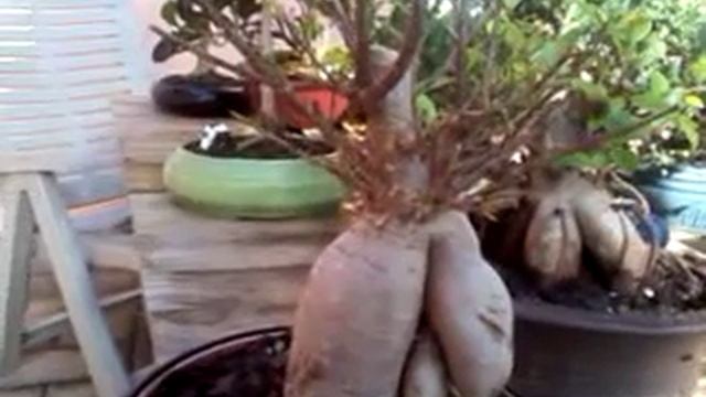 Step two, cheap ginseng ficus bonsai смотреть онлайн